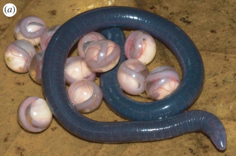 Ovos de "Chikilidae" xunto a un exemplar adulto. Fonte: Kamei et al., Proc Biol Sci, 2012.