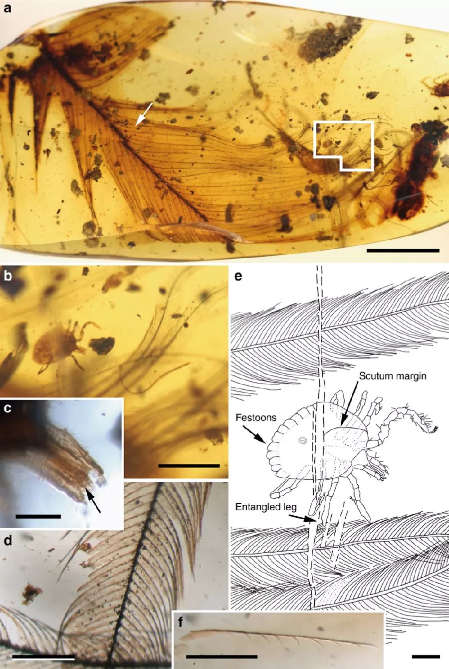 Figura 2. (a) Unha carracha "Cornupalpatum burmanicum" ancorada nunha pluma. Barra de escala, 5 mm. ( b) Detalle dunha ninfa de carracha en vista dorsal ancorada nas barbas da pluma (a). Barra de escala, 1 mm. ( c) Detalle do capítulo succionador da carrapata mostrando palpos e hipostoma con dentes (frecha). Barra de escala, 0,1 mm. (d) Detalle dunha barba. Barra de escala, 0,2 mm. (e) Debuxo dunha carracha en vista dorsal indicando o punto de ancoraxe. Barra de escala, 0,2 mm. ( f) Bárbula da pluma separada mostrando ganchos nun dos seus lados (a frecha de (a) indica a súa localización, pero na cara oposta da peza de ámbar). Barra de escala, 0,2 mm.