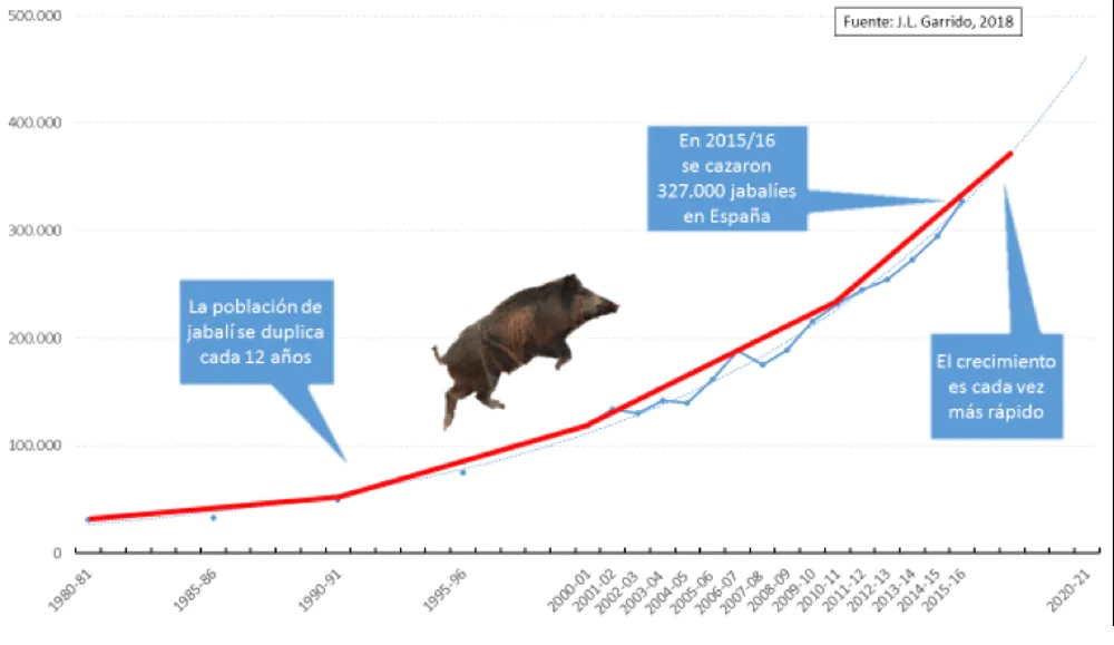 Resultados de caza de xabaril para o conxunto de España entre as tempadas 1980-81 e 2015-16, e extrapolación da tendencia ata 2021. Modificado de Garrido e cols. (2019). Imaxe achegada polo autor.